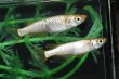 画像1: 金塊メダカの稚魚・10匹　　　 (1)