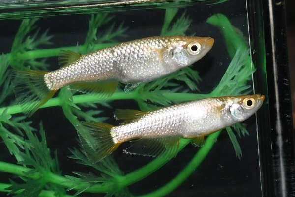 画像1: 金塊メダカの稚魚・10匹　　　 (1)