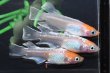 画像4: オリジナル品種・丹頂モヒモヒZメダカの稚魚・10匹　　　 (4)