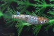 画像3: 松井ヒレ長墨黒三色ラメメダカの稚魚・10匹 (3)
