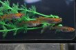 画像3: 雷鳥カガミ鱗メダカの稚魚・10匹　　　 (3)