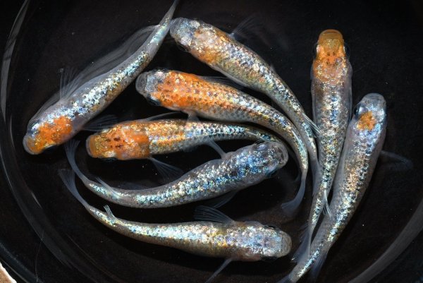 画像1: ユリシスパラディーゾメダカの稚魚・10匹　　　 (1)