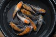 画像4: 和墨三毛猫ダルマメダカの稚魚・10匹　　　 (4)
