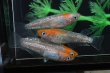 画像1: 王彗華メダカの稚魚・10匹　　　 (1)