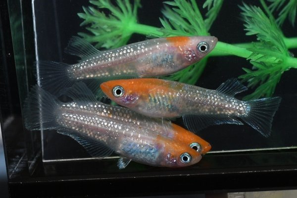 画像1: 王彗華メダカの稚魚・10匹　　　 (1)