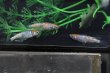 画像5: 松井ヒレ長墨黒三色ラメメダカの稚魚・10匹 (5)