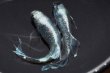画像3: 蒼玲（そうれい）光体型メダカの稚魚・10匹　　　 (3)