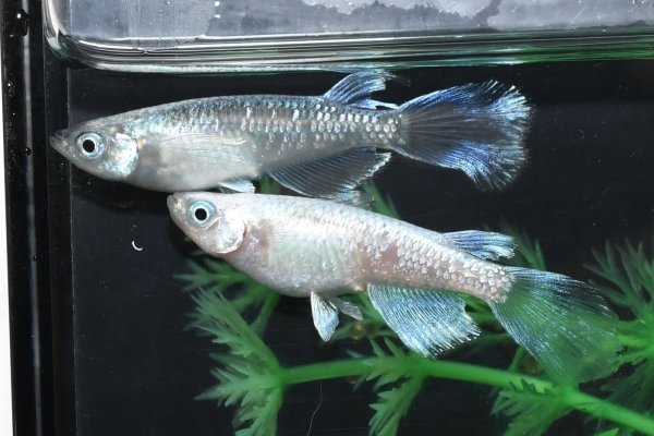 画像1: 松井ヒレ長モルフォメダカの稚魚・10匹　　　 (1)