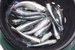 画像2: 松井ヒレ長モルフォメダカの稚魚・10匹　　　 (2)