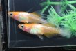 画像3: ハイビスカスメダカの稚魚・10匹　　　 (3)
