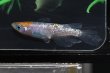 画像2: 松井ヒレ長墨黒三色ラメメダカの稚魚・10匹 (2)