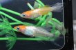 画像4: ハイビスカスメダカの稚魚・10匹　　　 (4)