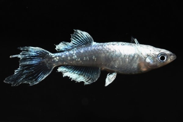 画像1: 蒼玲（そうれい）光体型メダカの稚魚・10匹　　　 (1)