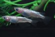 画像1: ピンクサファイアネプチューンメダカの稚魚・10匹　　　 (1)
