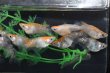 画像2: 和墨三毛猫ダルマメダカの稚魚・10匹　　　 (2)