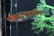 画像5: 雷鳥カガミ鱗メダカの稚魚・10匹　　　 (5)