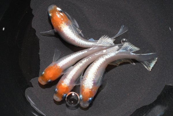 画像1: オリジナル品種・丹頂モヒモヒZメダカの稚魚・10匹　　　 (1)