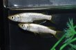 画像3: 金塊メダカの稚魚・10匹　　　 (3)