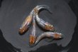 画像4: 松井ヒレ長墨黒三色ラメメダカの稚魚・10匹 (4)