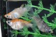 画像3: 和墨三毛猫ダルマメダカの稚魚・10匹　　　 (3)