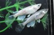 画像3: 松井ヒレ長モルフォメダカの稚魚・10匹　　　 (3)