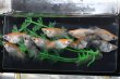 画像1: 和墨三毛猫ダルマメダカの稚魚・10匹　　　 (1)