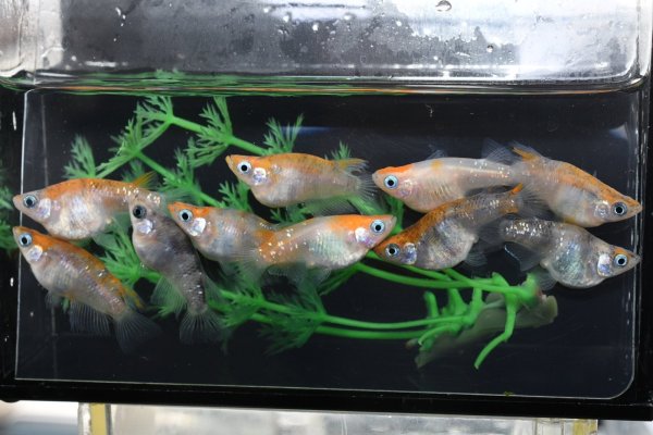 画像1: 和墨三毛猫ダルマメダカの稚魚・10匹　　　 (1)
