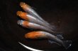 画像3: 王彗華メダカの稚魚・10匹　　　 (3)