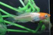 画像2: ハイビスカスメダカの稚魚・10匹　　　 (2)
