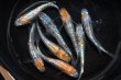 画像2: ユリシスパラディーゾメダカの稚魚・10匹　　　 (2)