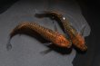 画像2: 雷鳥カガミ鱗メダカの稚魚・10匹　　　 (2)