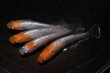画像2: 王彗華メダカの稚魚・10匹　　　 (2)