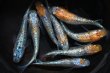 画像3: ユリシスパラディーゾメダカの稚魚・10匹　　　 (3)