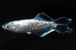 画像2: 蒼玲（そうれい）光体型メダカの稚魚・10匹　　　 (2)
