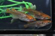 画像4: 雷鳥カガミ鱗メダカの稚魚・10匹　　　 (4)