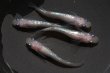画像3: ピンクサファイアネプチューンメダカの稚魚・10匹　　　 (3)