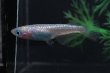 画像2: ピンクサファイアネプチューンメダカの稚魚・10匹　　　 (2)