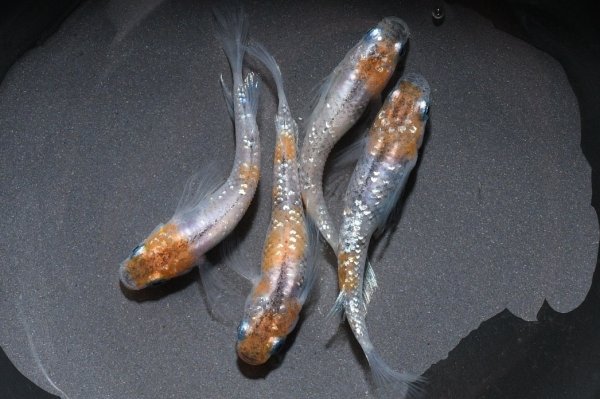 画像1: 松井ヒレ長墨黒三色ラメメダカの稚魚・10匹 (1)
