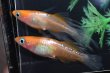 画像1: ハイビスカスメダカの稚魚・10匹　　　 (1)