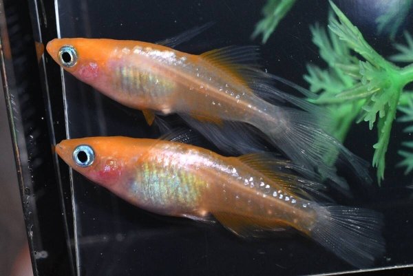 画像1: ハイビスカスメダカの稚魚・10匹　　　 (1)