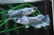 画像2: 猫飯オリジナル・シャインブルーメダカの稚魚・10匹　　　 (2)