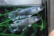 画像4: 猫飯オリジナル・シャインブルーメダカの稚魚・10匹　　　 (4)