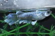 画像3: 猫飯オリジナル・シャインブルーメダカの稚魚・10匹　　　 (3)