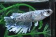 画像1: 猫飯オリジナル・シャインブルーメダカの稚魚・10匹　　　 (1)