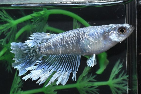 画像1: 猫飯オリジナル・シャインブルーメダカの稚魚・10匹　　　 (1)