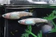 画像2: 猫飯オリジナル・フラミンゴ（ピンクサファイアカガミ鱗）メダカの稚魚・10匹　　　 (2)