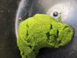 画像2: ミジンコウキクサ（仁丹藻）・20ｇ (2)