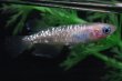 画像4: 猫飯オリジナル・フラミンゴ（ピンクサファイアカガミ鱗）メダカの稚魚・10匹　　　 (4)