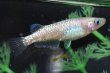 画像1: 猫飯オリジナル・フラミンゴ（ピンクサファイアカガミ鱗）メダカの稚魚・10匹　　　 (1)