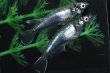画像2: オリジナル！ネメシスメダカ・２ペア　　C1　　現物セット販売　　３日以内のお取引 (2)